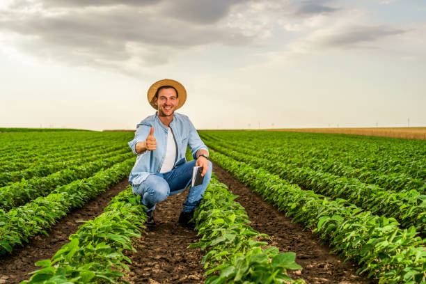 istock Farmer showing thumb up  in his growing  soybean field 1404208458
