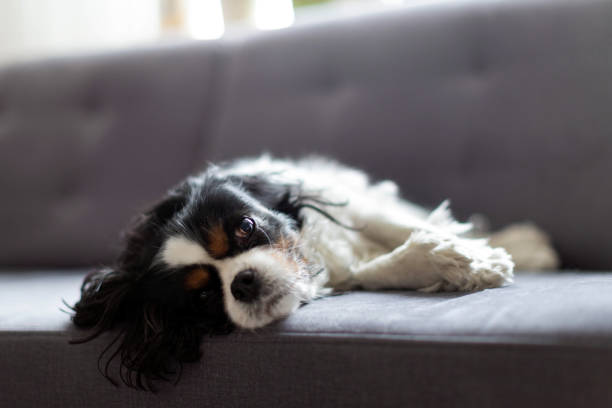 istock Dog relaxing on the sofa 1404208505