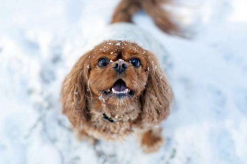 Portrait of happy, playful dog in snow