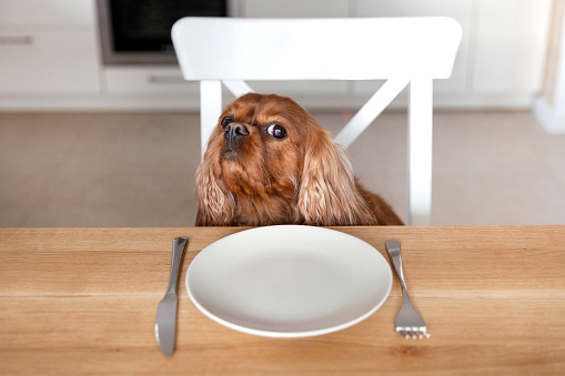 Portrait of a cute dog waiting for meal by the kitchen table