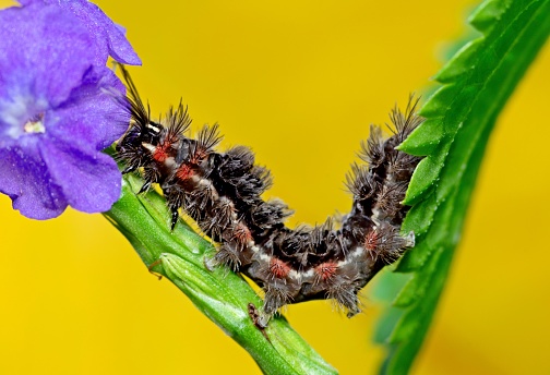 istock Caterpillar crawling from leaf to flower - animal behavior. 1404208617