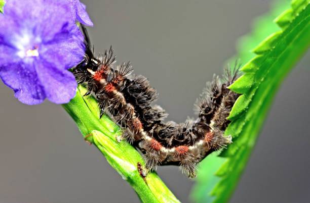 istock Caterpillar crawling from leaf to flower - animal behavior. 1404208619