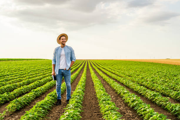 Farmer  standing in his growing  soybean field stock photo