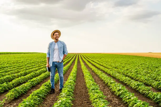 Photo of Farmer  standing in his growing  soybean field