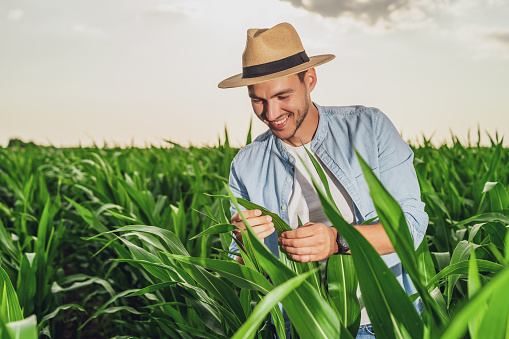 Happy farmer is standing in his growing corn field.
