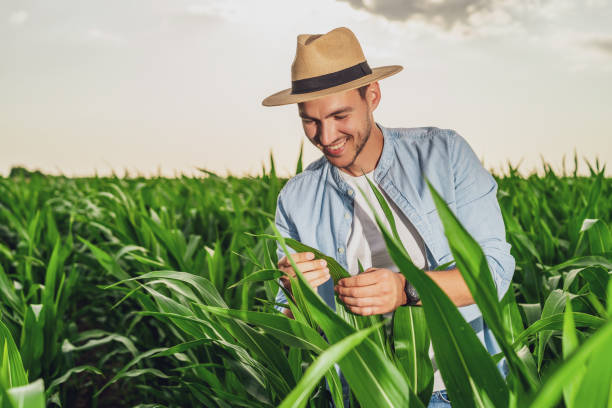 Agricultor em campo de milho em crescimento - foto de acervo