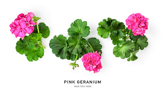 Geranium flowers and leaves isolated on white background. Pink pelargonium plants collection and banner. Summer garden concept. Flat lay, top view. Design element