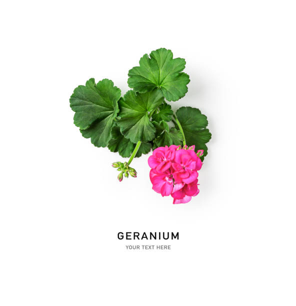 istock Pink geranium flowers and leaves creative layout 1404209354