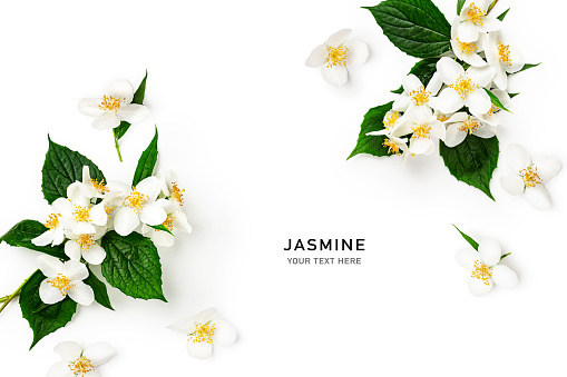 Jasmine flower bouquet with stem and leaves creative layout. White flowers in summer garden isolated on white background. Flat lay, top view. Design element