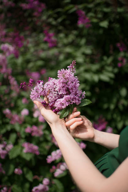 istock Women's hands hold lilac in close-up 1404209879