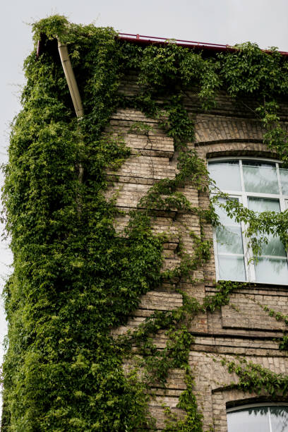 istock brick house covered by green ivy 1404211106