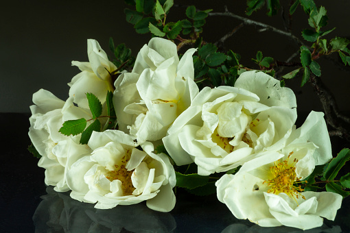 A bouquet of white roses on the table with a reflection. Beautiful flowers on a black background