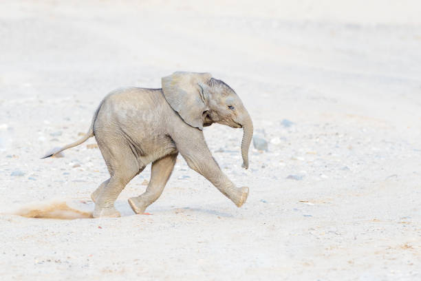 African Elephant (Loxodonta africana), desert adapted elephant stock photo