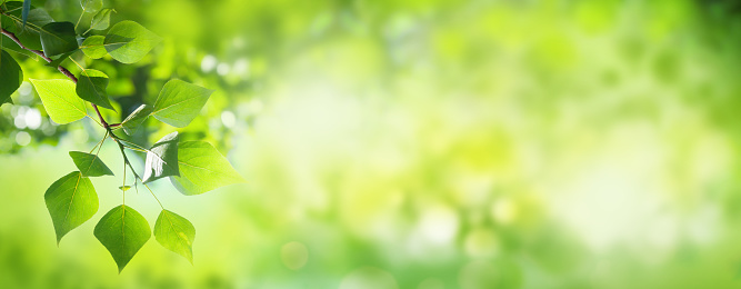 Tree branch with leaves and sunny blurred bokeh. Summer background with copy space