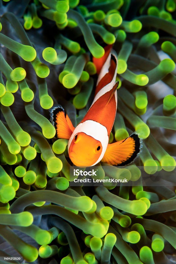 Clown Fish Clownfish, Amphiprion ocellaris, hiding in host sea anemone Heteractis magnifica, Wakatobi, Indonesia Clown Fish Stock Photo