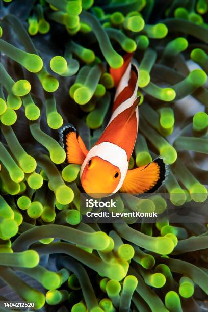 Clown Fish Stock Photo - Download Image Now - Clown Fish, Anemonefish, False Clown Fish