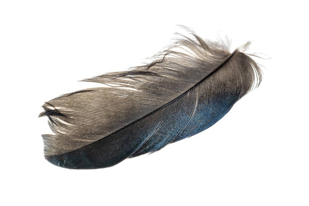 istock black and blue magpie feather on a white isolated background 1404216468
