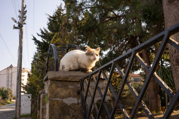 istock White cat at Haus Toor. 1404216944