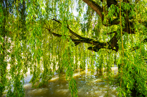 Germany, Beautiful green willow tree next to water of a river on sunny day in nature landscape