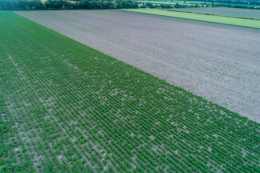 cultivated potato field and a plowed field aerial view
