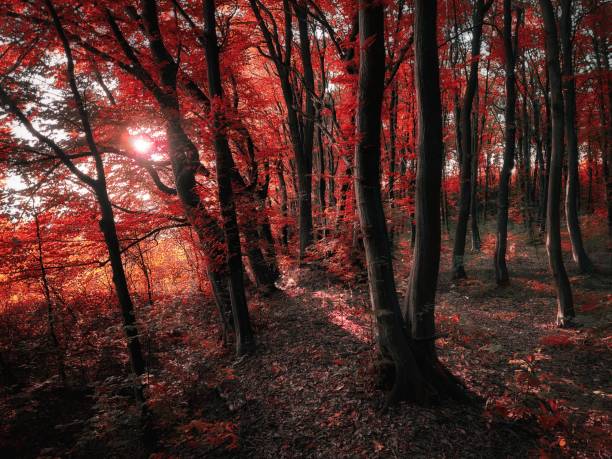 Colorful autumn forest, trees with red leaves. Morning in the fantastic autumn woods.
