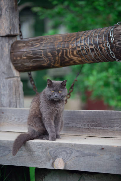 istock a gray mongrel cat sits on a wooden well on a summer evening 1404221473