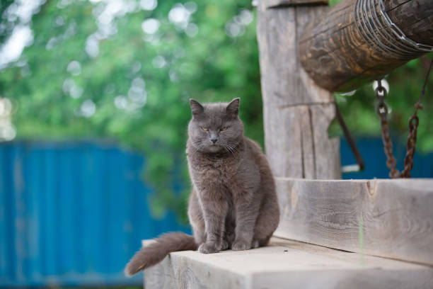 istock a gray mongrel cat sits on a wooden well on a summer evening 1404221476
