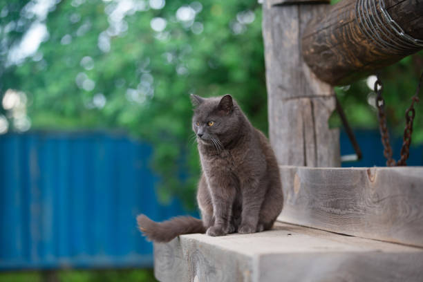 istock a gray mongrel cat sits on a wooden well on a summer evening 1404221478