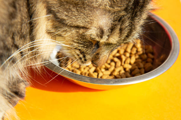 istock Beautiful gray cat eats from an iron bowl on a bright orange background 1404221856