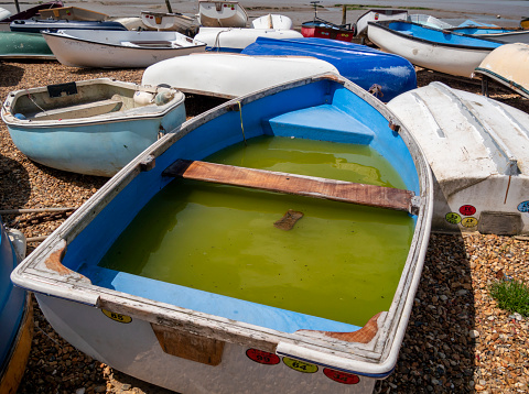 A small rowing boat filled with green water on the shingle beach at Felixstowe Ferry (Old Felixstowe) in Suffolk, Eastern England, surrounded by numerous others, mostly tenders for larger pleasure craft moored in the River Deben.