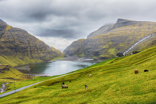 Sheep grazing on the mountainside, near the sea bay. Faroe islands. Denmark. Europe. Landscapes. Nature.