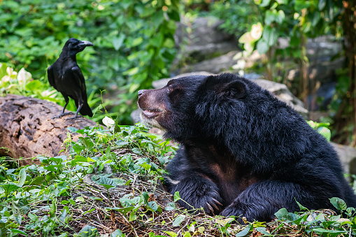 Asian black bear (Ursus thibetanus) with a raven, wildlife, and nature