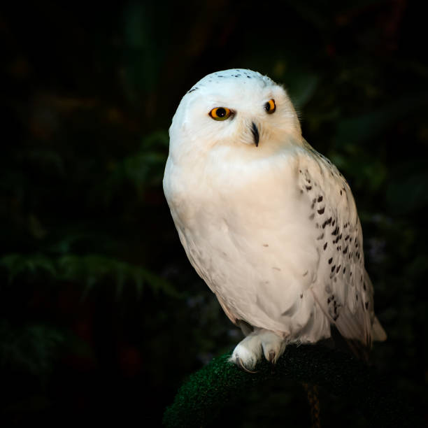 nahaufnahme einer schneeeule - owl snowy owl snow isolated stock-fotos und bilder