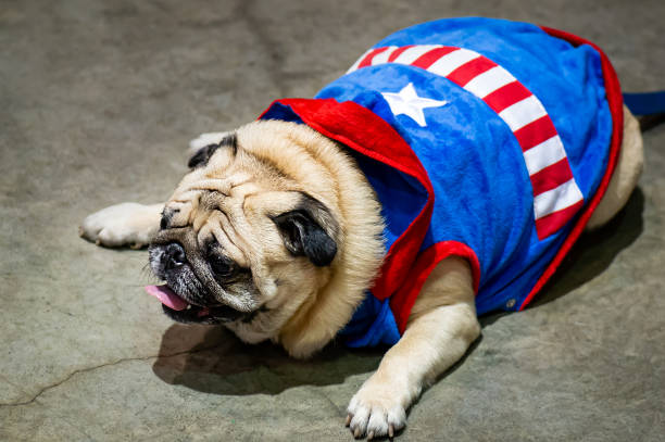 istock A pug lying on the ground wearing an American flag. 1404224832