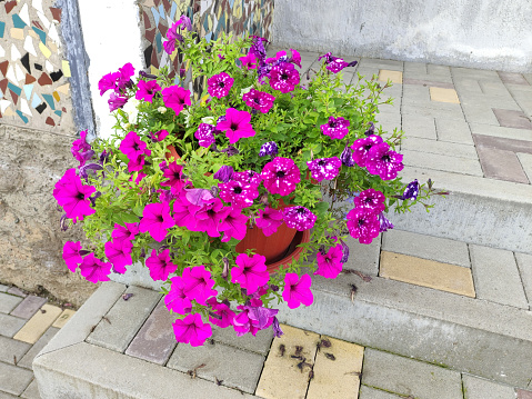 A copper garden flower container hanging on a wooden fence, filled with purple alyssum, pansies and violas, is photographed on an overcast day, giving the lush greens of the surround garden an even more intense color.