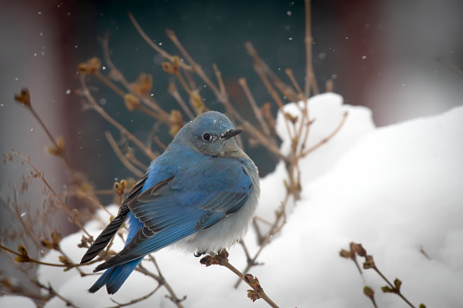 A mountain blue bird in the snow.