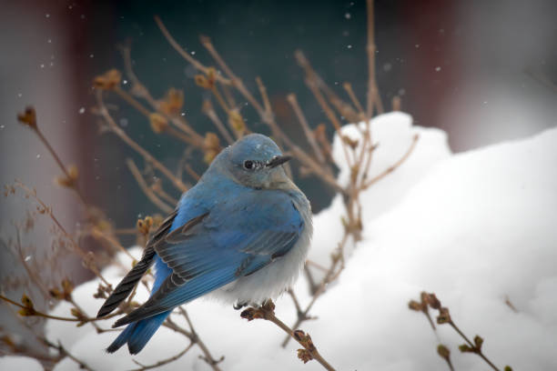 Mountain Blue Bird - fotografia de stock