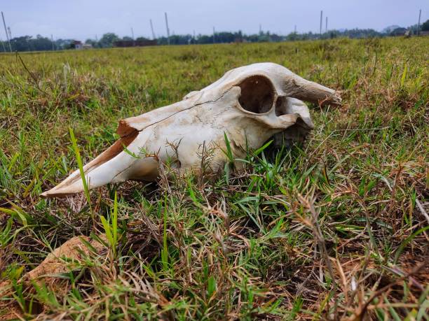 istock skull of a cattle laying on ground dead bull skull from different angle view 1404226655