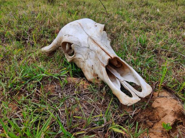 istock skull of a cattle laying on ground dead bull skull from different angle view 1404226656