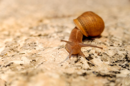 Snail crawling on the stone
