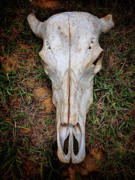 istock skull of a cattle laying on ground dead bull skull from different angle view 1404226731
