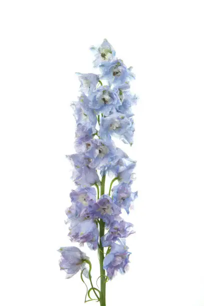 image of delphinium flower white background studio