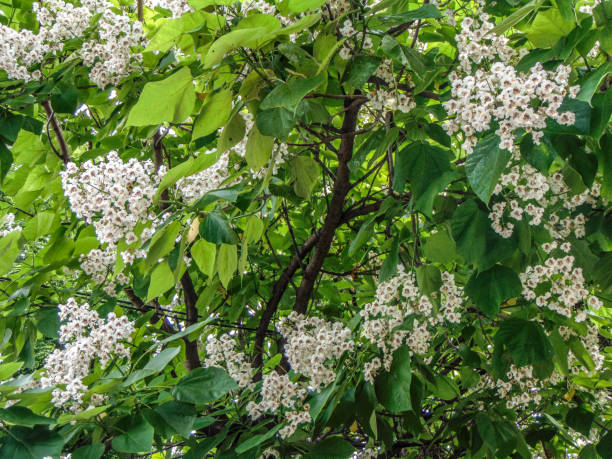 istock Southern catalpa tree in bloom - summer, natural 1404228064