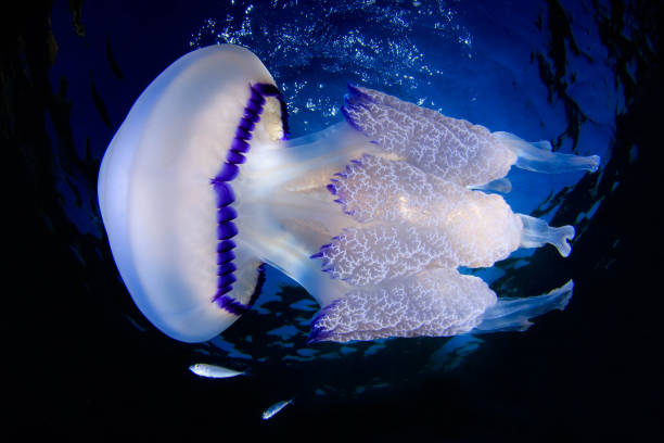 istock Jellyfish Rhizostoma pulmo 1404228181