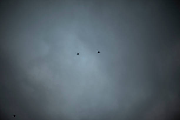 istock Birds in grey sky. Two birds are flying. 1404228826