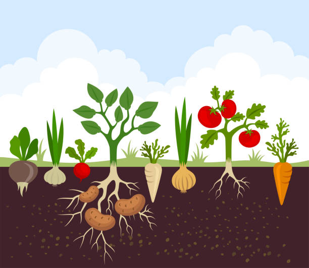 illustrations, cliparts, dessins animés et icônes de bannière de jardin légume. alimentation saine et biologique. affiche avec légumes racine. - potager