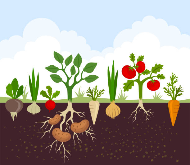 ilustrações, clipart, desenhos animados e ícones de banner jardim vegetal. alimentos orgânicos e saudáveis. cartaz com vegetais de raiz. - gardens