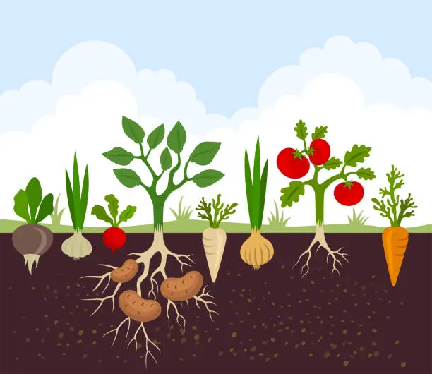 Vector illustration of Vegetable garden banner. Organic and healthy food. Poster with root veggies.