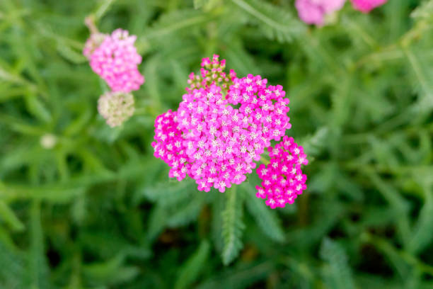 yarrow pink yarrow pink crescimento stock pictures, royalty-free photos & images