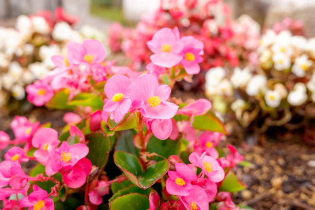 rosa begonia - begonia fotografías e imágenes de stock